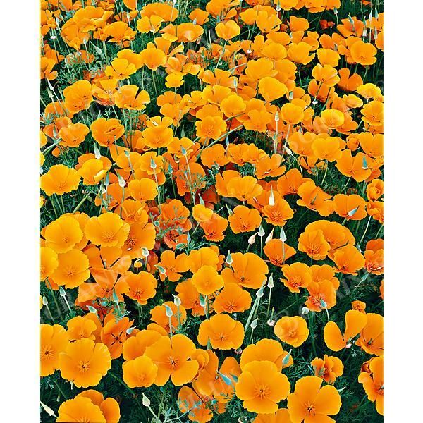 PAVOT de CALIFORNIE (eschscholzia californica)