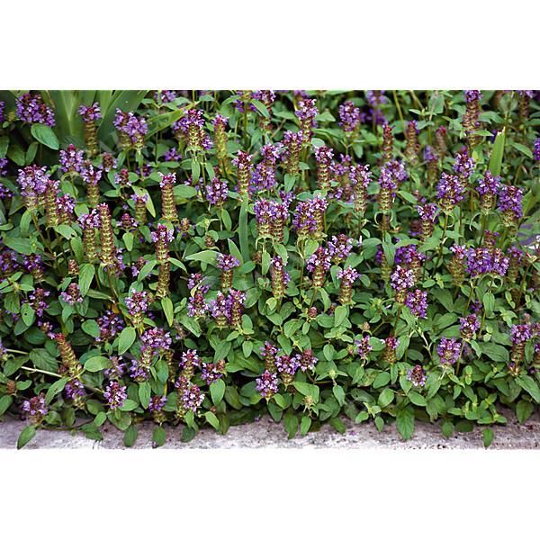 PRUNELLA VULGARIS