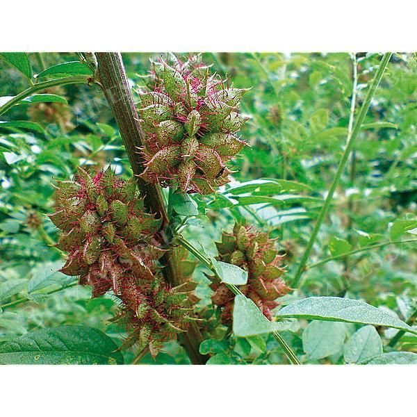 RÉGLISSE (glycyrrhiza glabra)