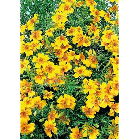 TAGÈTES signata pumila GEM MIX