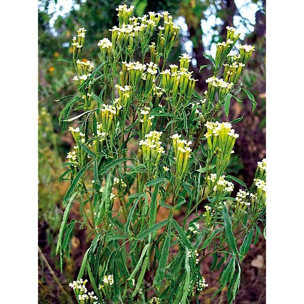 TAGETES MINUTA
