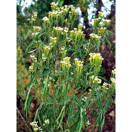 TAGETES MINUTA