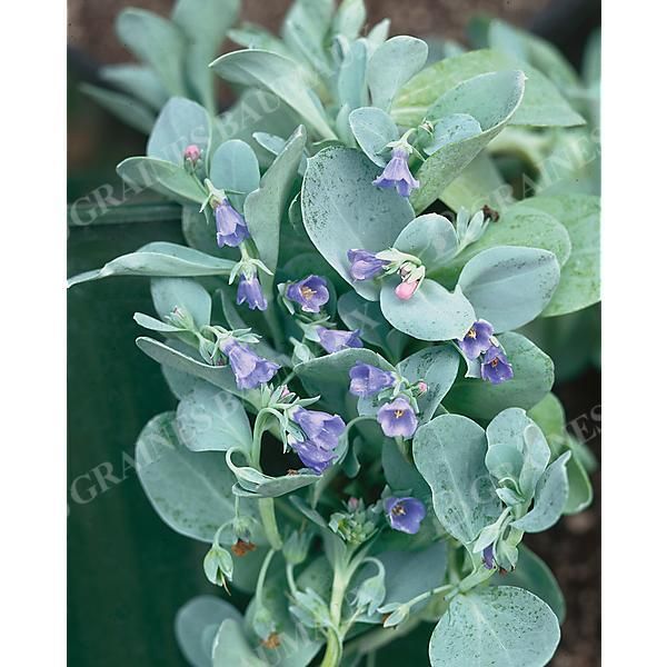 PLANTE à HUITRE SILVER OCEAN (mertensia maritima)
