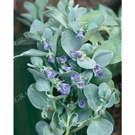 PLANTE à HUITRE SILVER OCEAN (mertensia maritima)