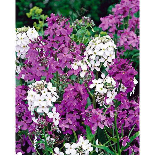 JULIENNE des JARDINS MIX (hesperis matronalis)