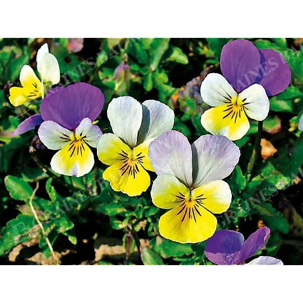 PENSÉE SAUVAGE (viola tricolor)