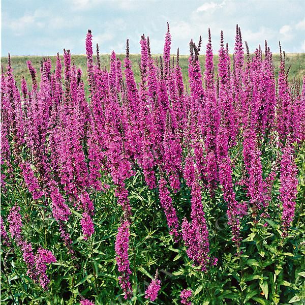SALICAIRE (lythrum salicaria)