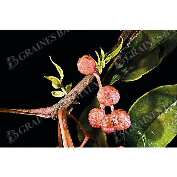 POIVRIER du JAPON (z. piperitum)