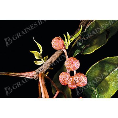 POIVRIER du JAPON (z. piperitum)
