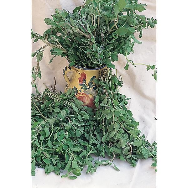 MARJOLAINE VIVACE ou ORIGAN (origanum vulgare) Bio