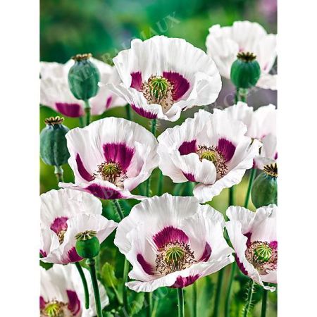 PAVOT à OPIUM POULE et POUSSINS (papaver somniferum)