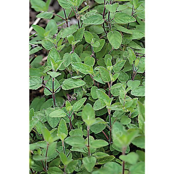ORIGAN GREC (origanum hirtum)