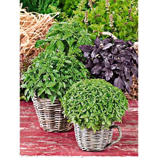 BASILIC MIX