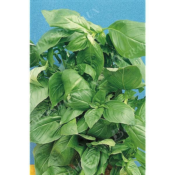 BASILIC RUSTIK
