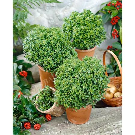 BASILIC GRECO