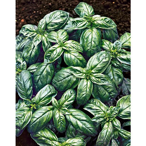 BASILIC CLASSIC ITALIEN ex genovese