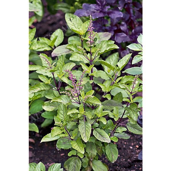 BASILIC sanctum HOLY BASIL (tenuiflorum)