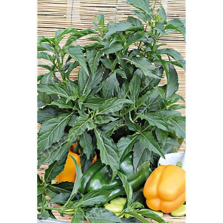 BASILIC POIVRON VERT (ocimum selloi)