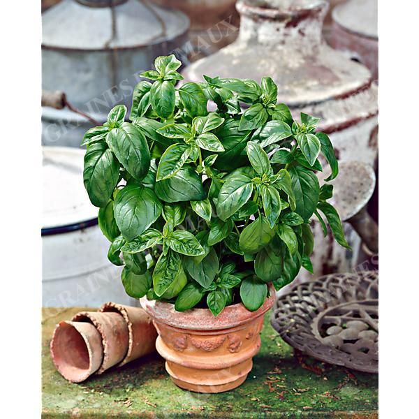 BASILIC F1 PROSPERA®