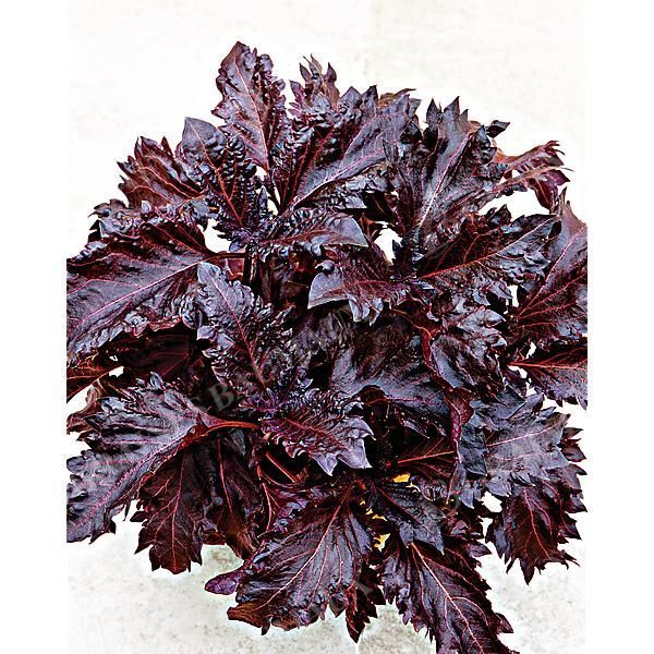 BASILIC RED LIZZY