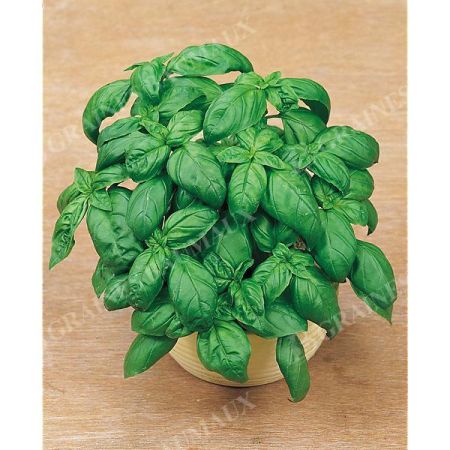 BASILIC GRAND VERT ITALIKO