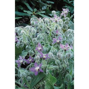 BOURRACHE BLEUE (borago officinalis) Bio