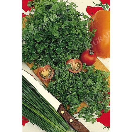CERFEUIL d'HIVER VERTISSIMO