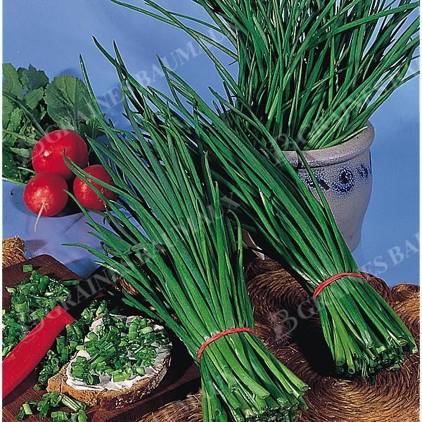 CIBOULETTE STARO