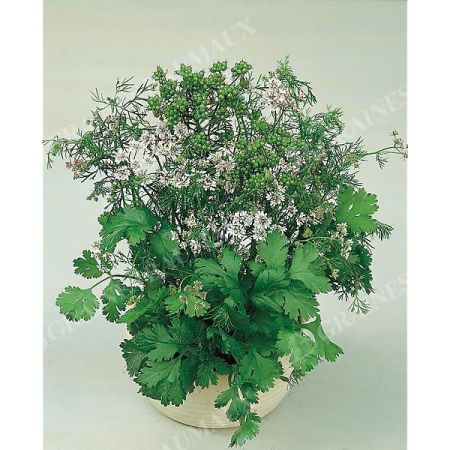 CORIANDRE GREEN BUSH