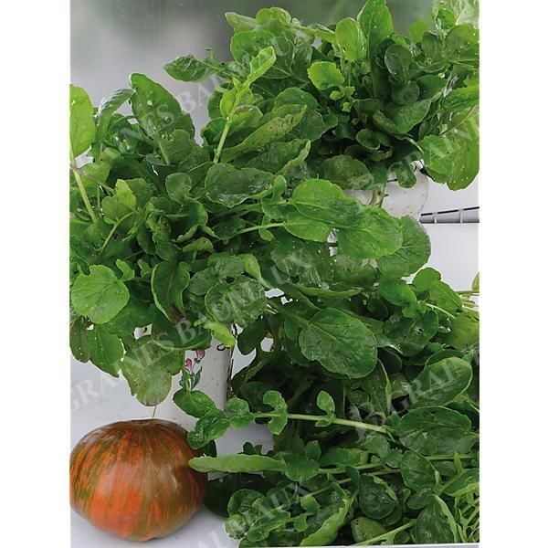 CRESSON de JARDIN (barbarea verna) VERT