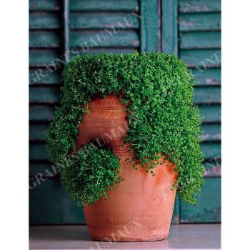 MENTHE CORSE (m. requienii)