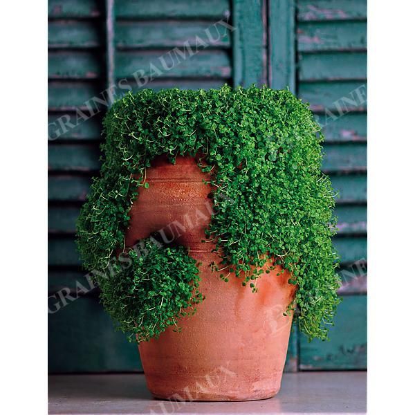 MENTHE CORSE (m. requienii)