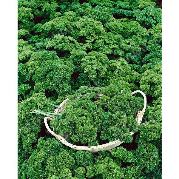 PERSIL FRISÉ VERT FONCÉ