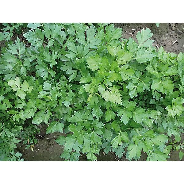 PERSIL GÉANT d'ITALIE race MAGNIK