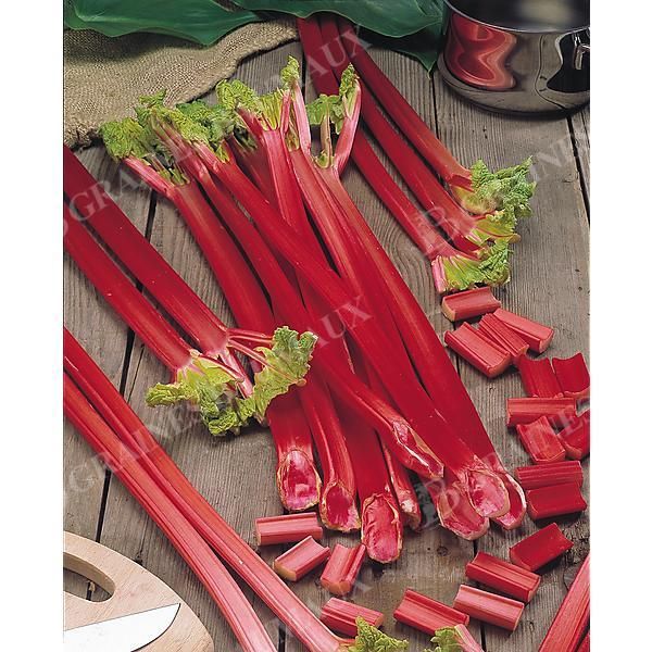 RHUBARBE VICTORIA