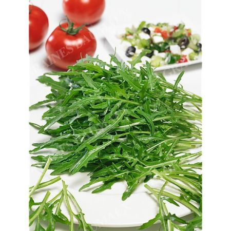 ROQUETTE SAUVAGE sélection seledor