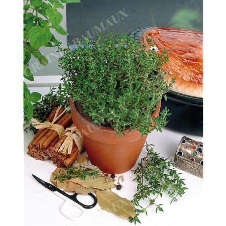 THYM de PROVENCE