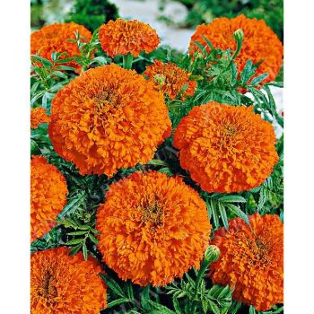 ROSE d'INDE MANDARIN