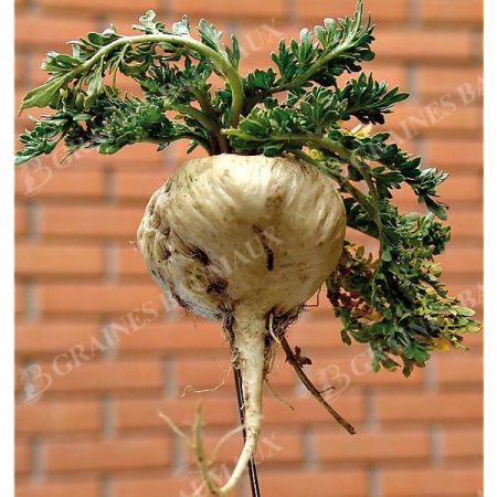 MACA du PÉROU (lepidium meyenii)