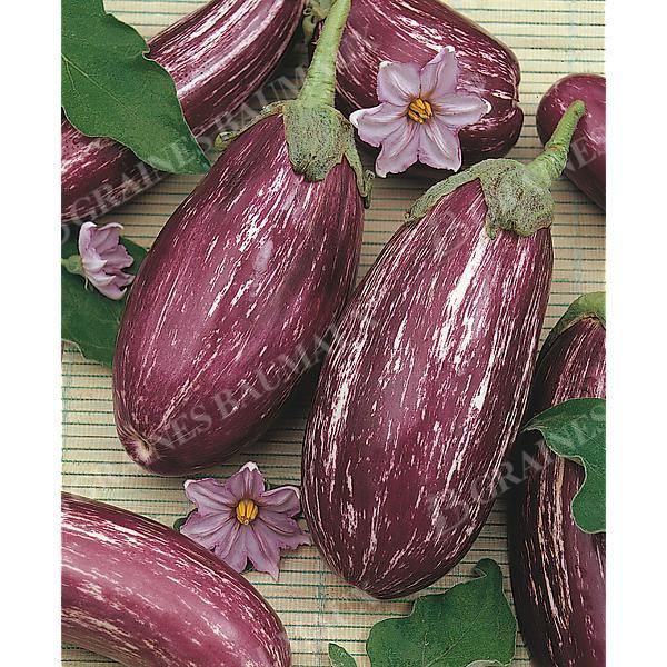 AUBERGINE LISTADA de GANDIA