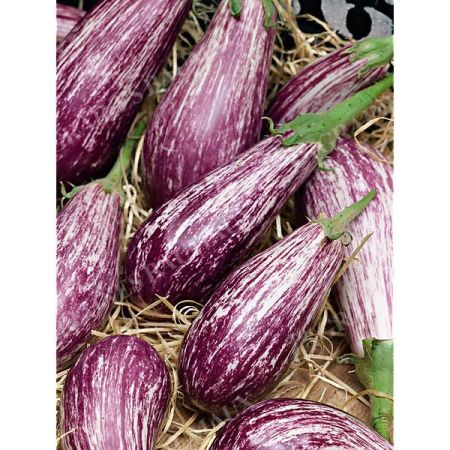 AUBERGINE F1 LEIRE