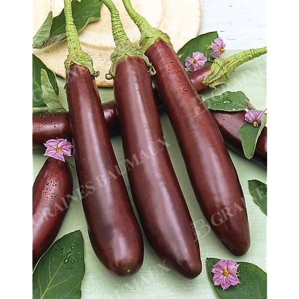 AUBERGINE VIOLETTE de BARBENTANE