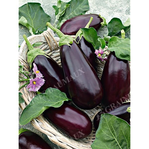 AUBERGINE F1 TRAVIATA
