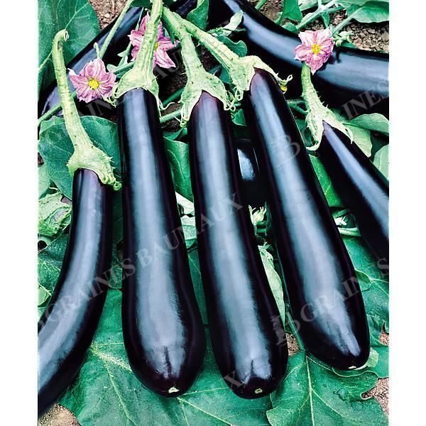 AUBERGINE F1 ELETTRA
