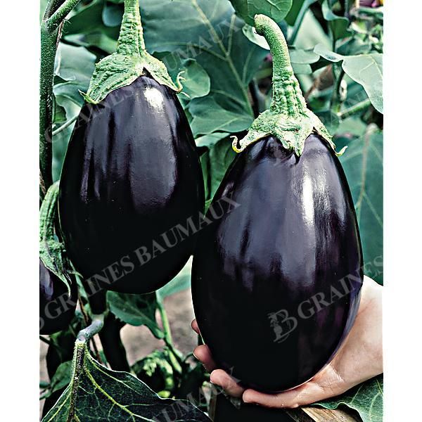 AUBERGINE BLACK BEAUTY Bio