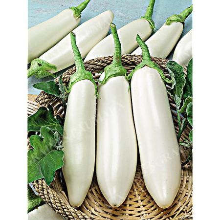 AUBERGINE F1 BIANCHINA