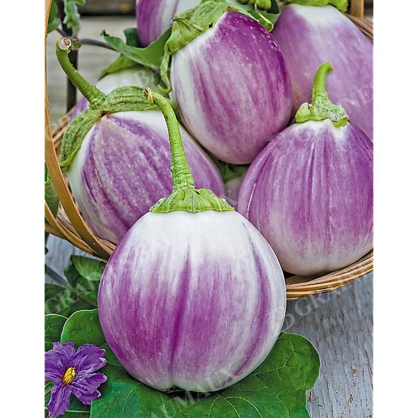 AUBERGINE ROTONDA BIANCA SFUMATA di ROSA Bio