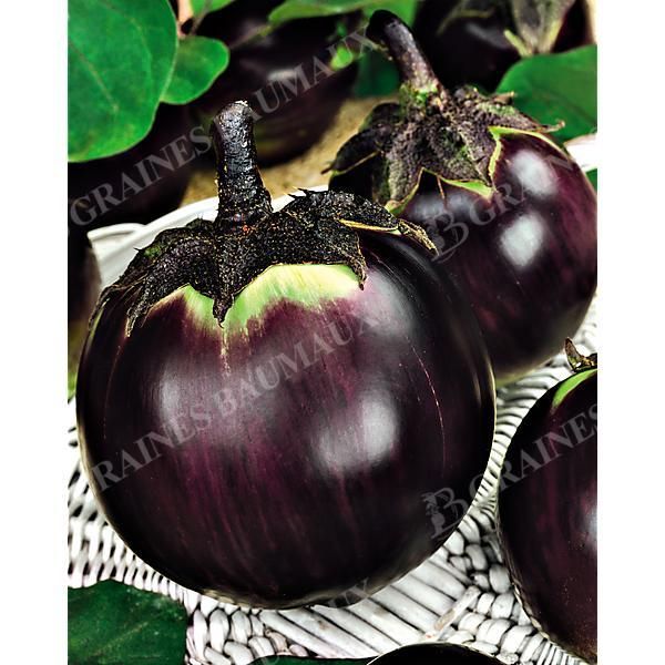 AUBERGINE RONDE de VALENCE