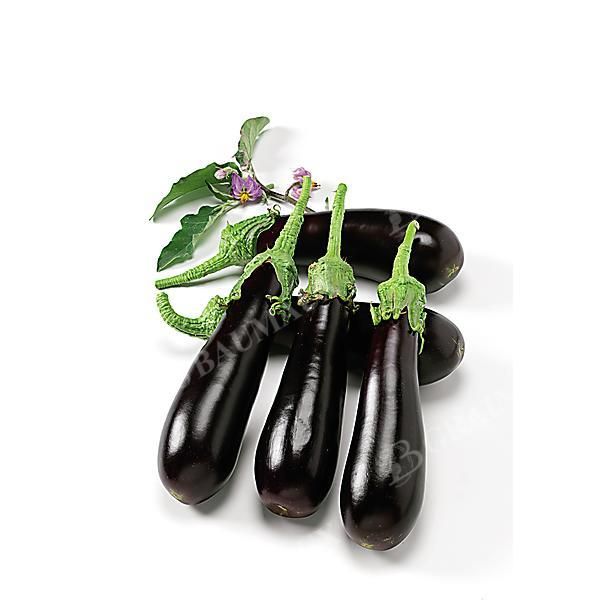 AUBERGINE F1 KAZIMIR