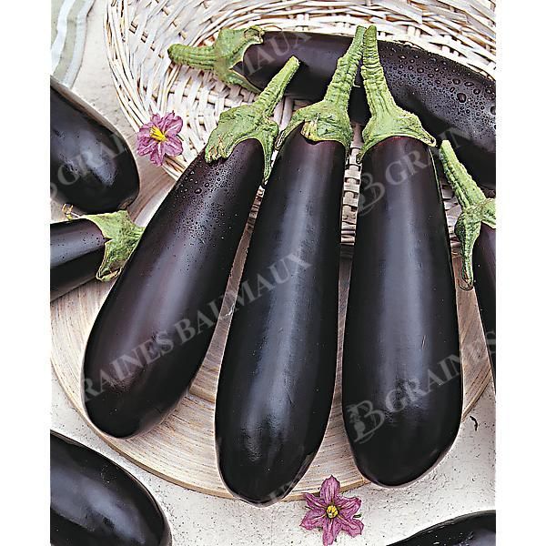AUBERGINE de TOULOUSE